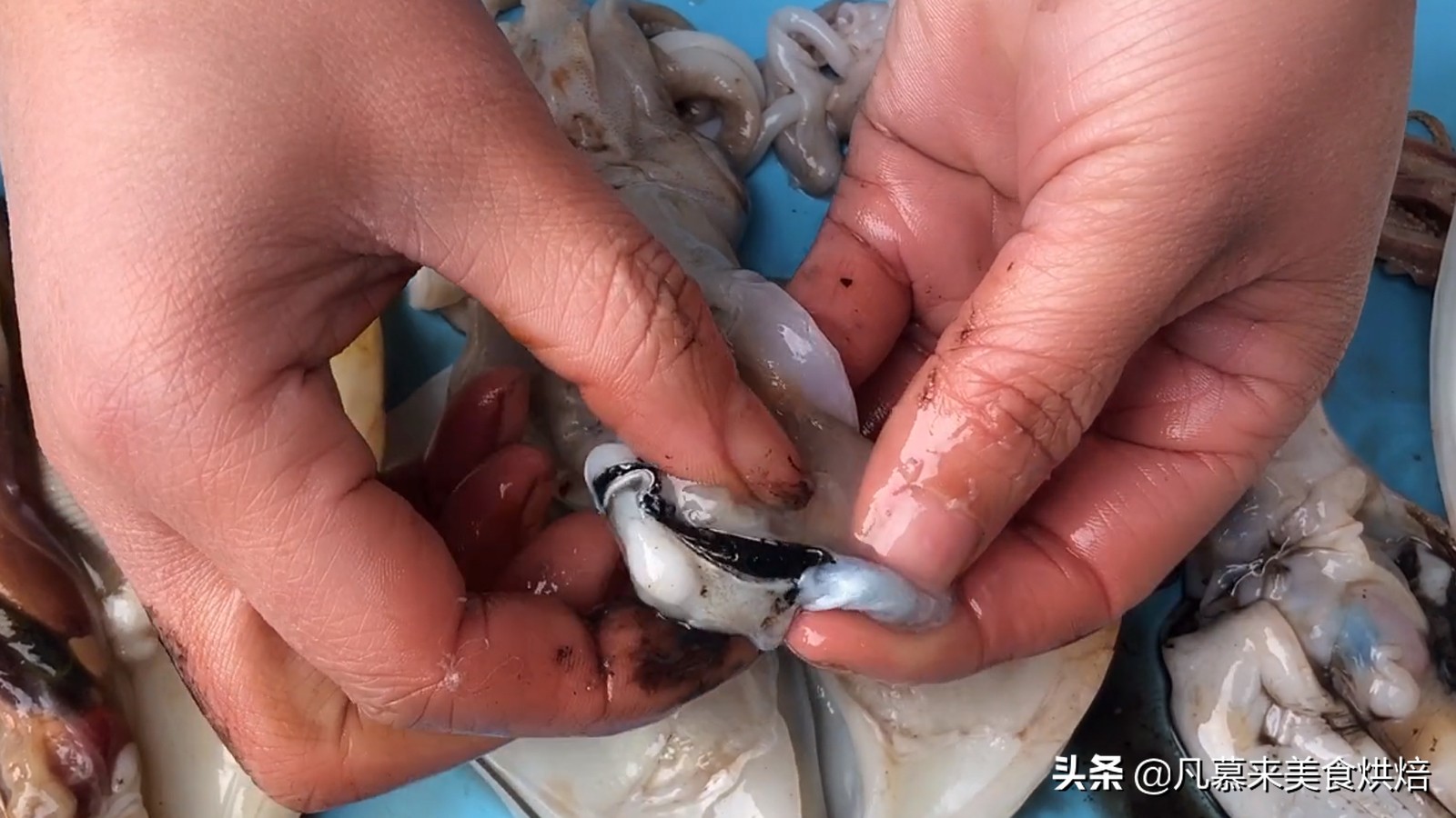 海兔墨鱼和八爪鱼哪个好吃,八爪鱼墨鱼鱿鱼海兔