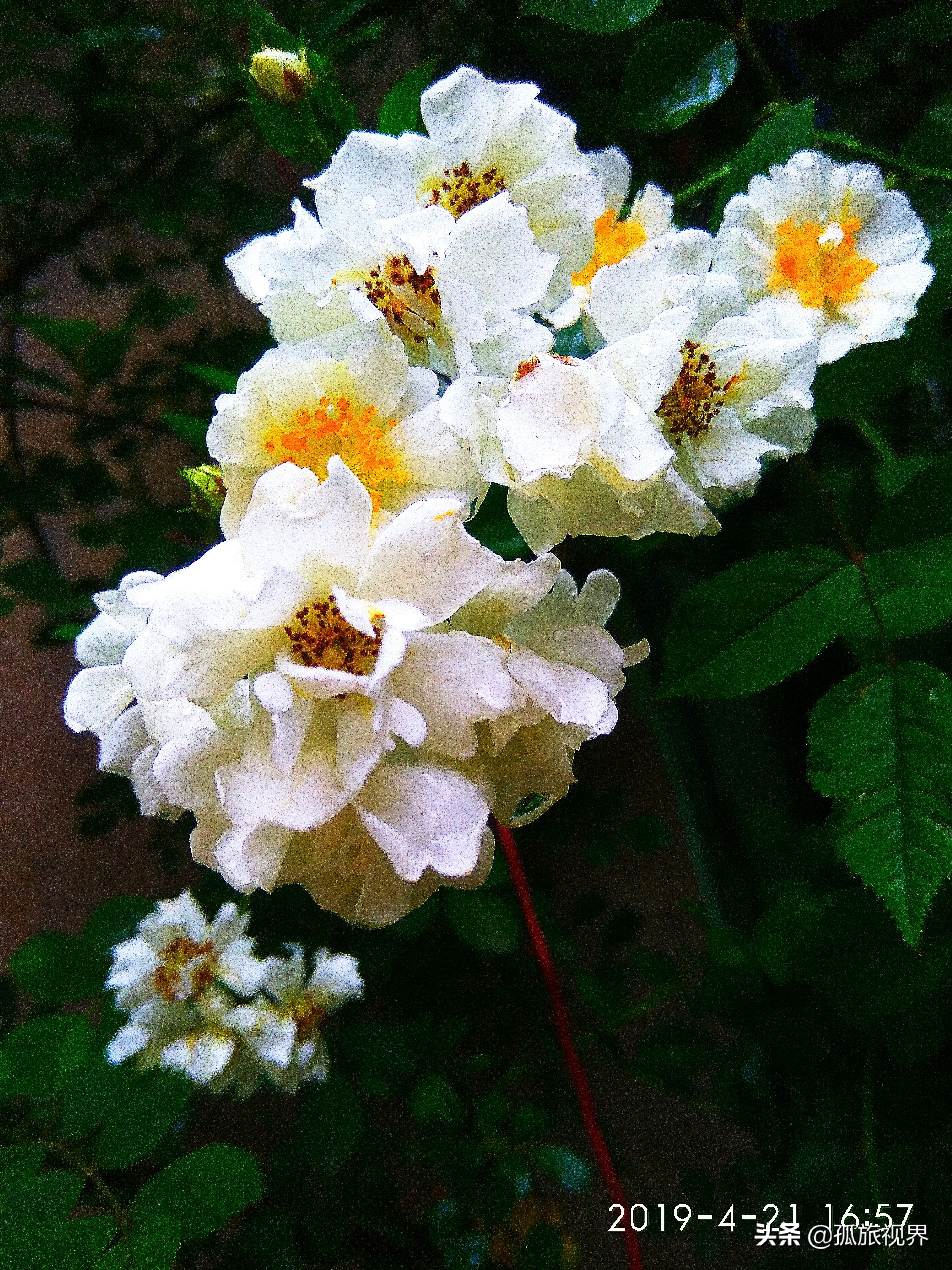 封城日记*一餐饭