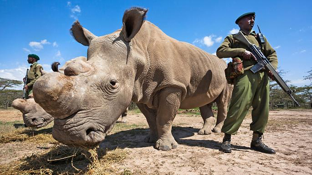 犀牛角为什么要被锯下来,为什么要把犀牛角割下来