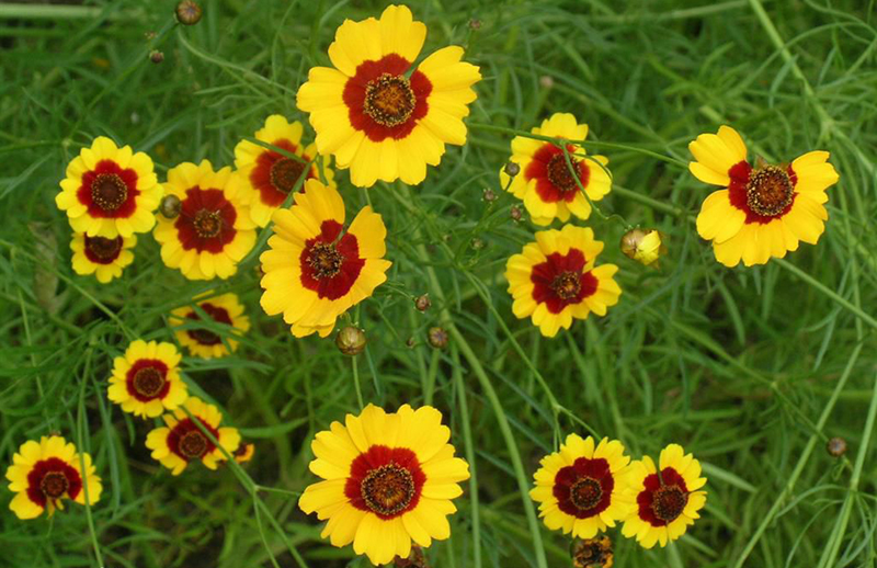 昆仑雪菊特级价格,真正的昆仑雪菊