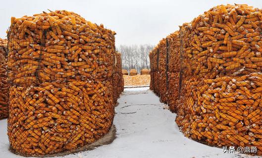 圈玉米网,特厚圈玉米专用网