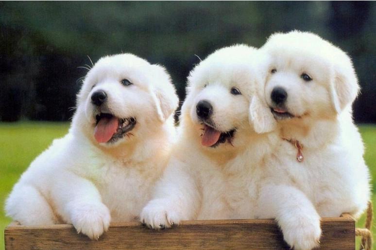 纯种大白熊犬图片大全高清,狗狗大白熊犬分多少类