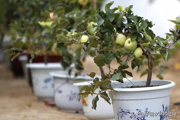 盆栽苹果用什么肥料好,苹果盆栽可以直接用大盆吗