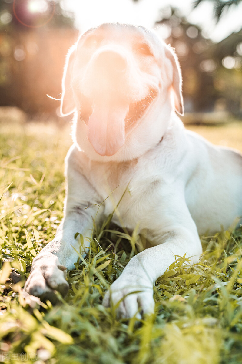 拉布拉多犬舍日常饲养方法,拉布拉多幼犬多大可以养