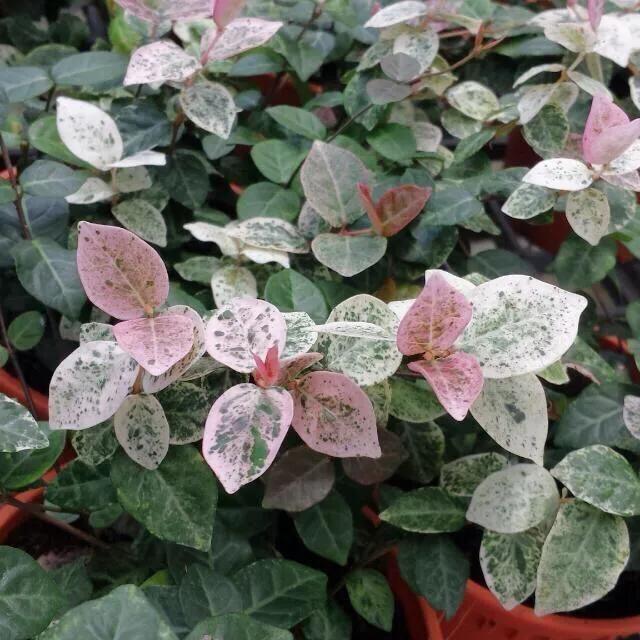 网购的植物好看又好养活的有哪些,网上买什么植物好看好养