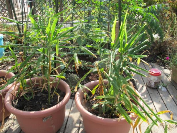 种植生姜需要天天浇水,生姜种植苗期松土的好处