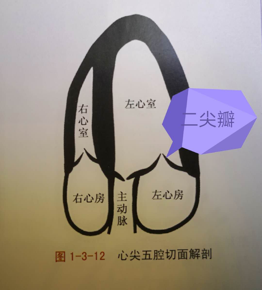 二尖瓣三尖瓣轻度返流是怎么回事,二尖瓣三尖瓣轻度返流怎么引起的