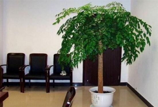 幸福树烂根补救方法,幸福树烂根了怎么补救