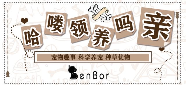 边牧不训练会不会成傻狗,边牧犬为什么不建议养成