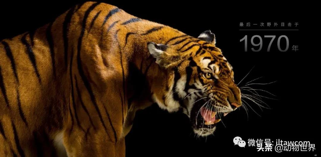 守护生物多样性,请继续保持我们的生物多样性