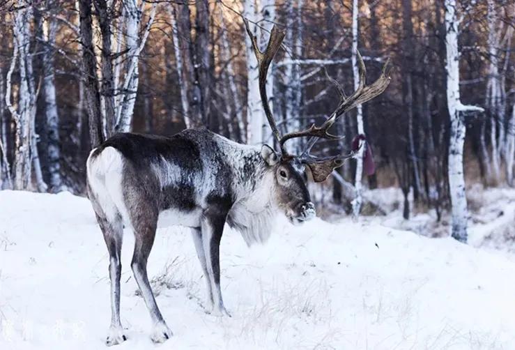 当芬兰童话遇见北欧森林：零下40℃的中国“北极”，美炸了