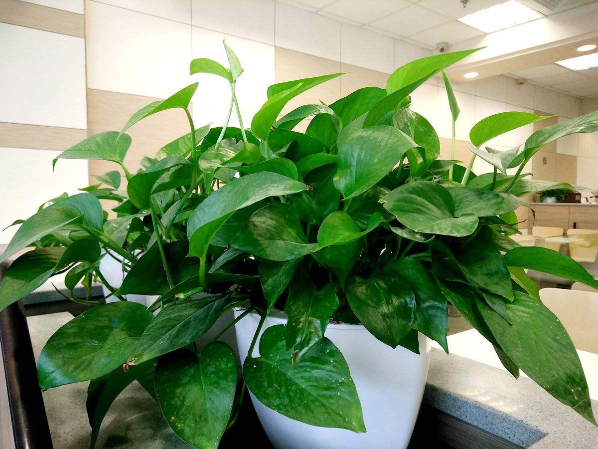 绿萝养了两三天后会有什么效果,绿萝生长缓慢怎么办小妙招