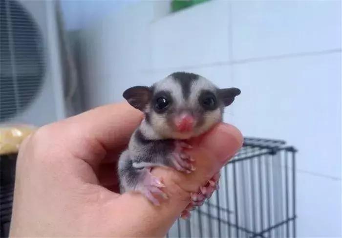 网红飞鼠被非法捕捉，不做检疫便低价出售，专家建议：危险别养！