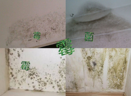高温天气霉菌怎么处理,南方回南天除湿除霉