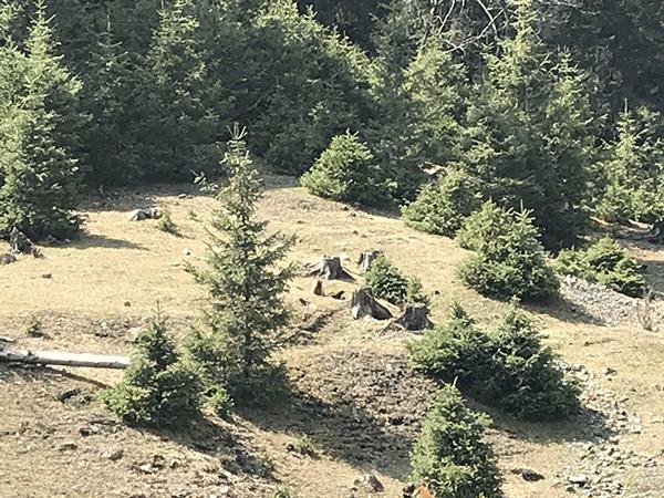 怎么品味红茶,怎样品味一壶好茶