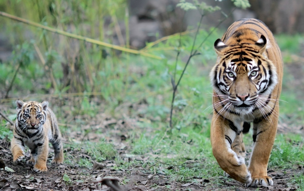 何为大丈夫经典朗读,何为大丈夫诗句