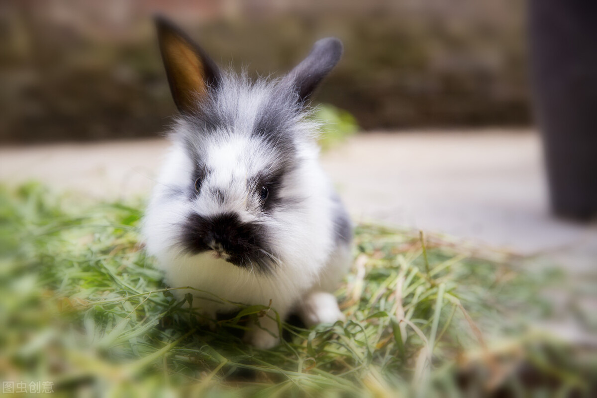 养兔子怎么解决兔子的粪便,养兔怎么处理粪便