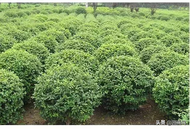 色块苗报价,小色块苗的种植前景