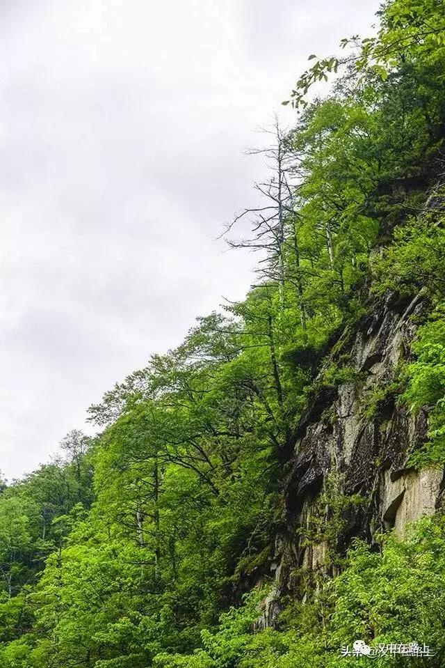 探秘汉中,汉中一村子窜入野生羚牛
