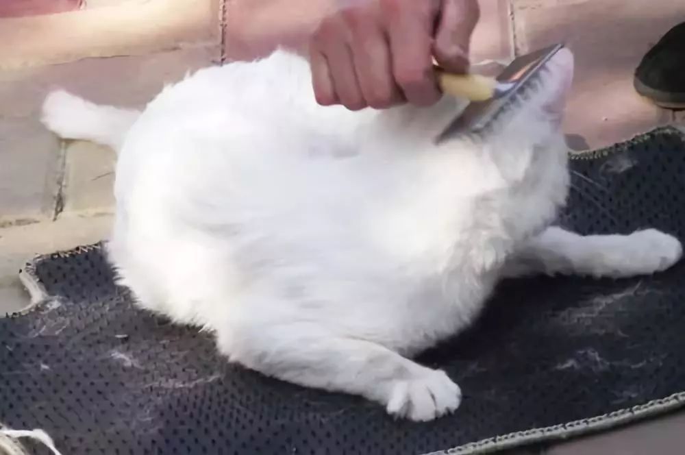 铲屎官猫咪的烦恼,铲屎官心疼狗狗