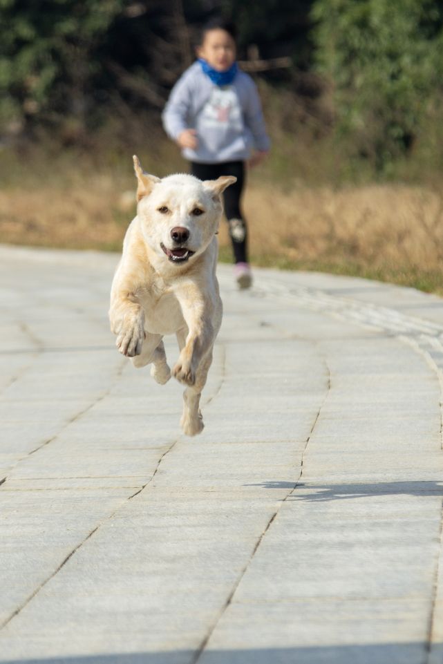 这是什么狗,狗狗横齿什么样