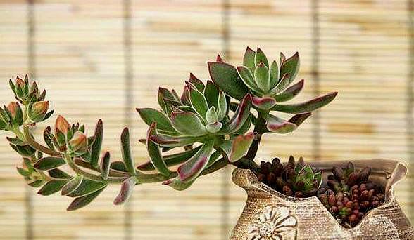 新手夏季多肉如何养,夏天养多肉的技巧和方法