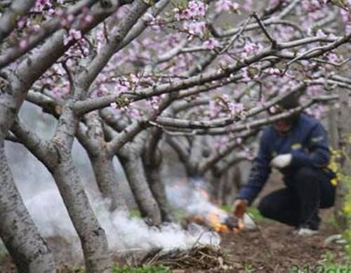 七项技术措施帮助果树安全过冬,果树过冬的正确方法