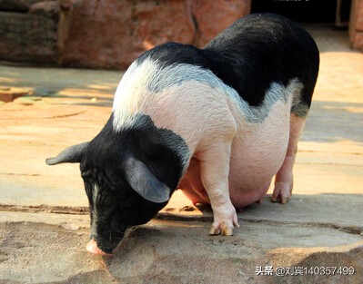 母猪产程过长有什么危害,母猪产程过长的后果会有死胎吗