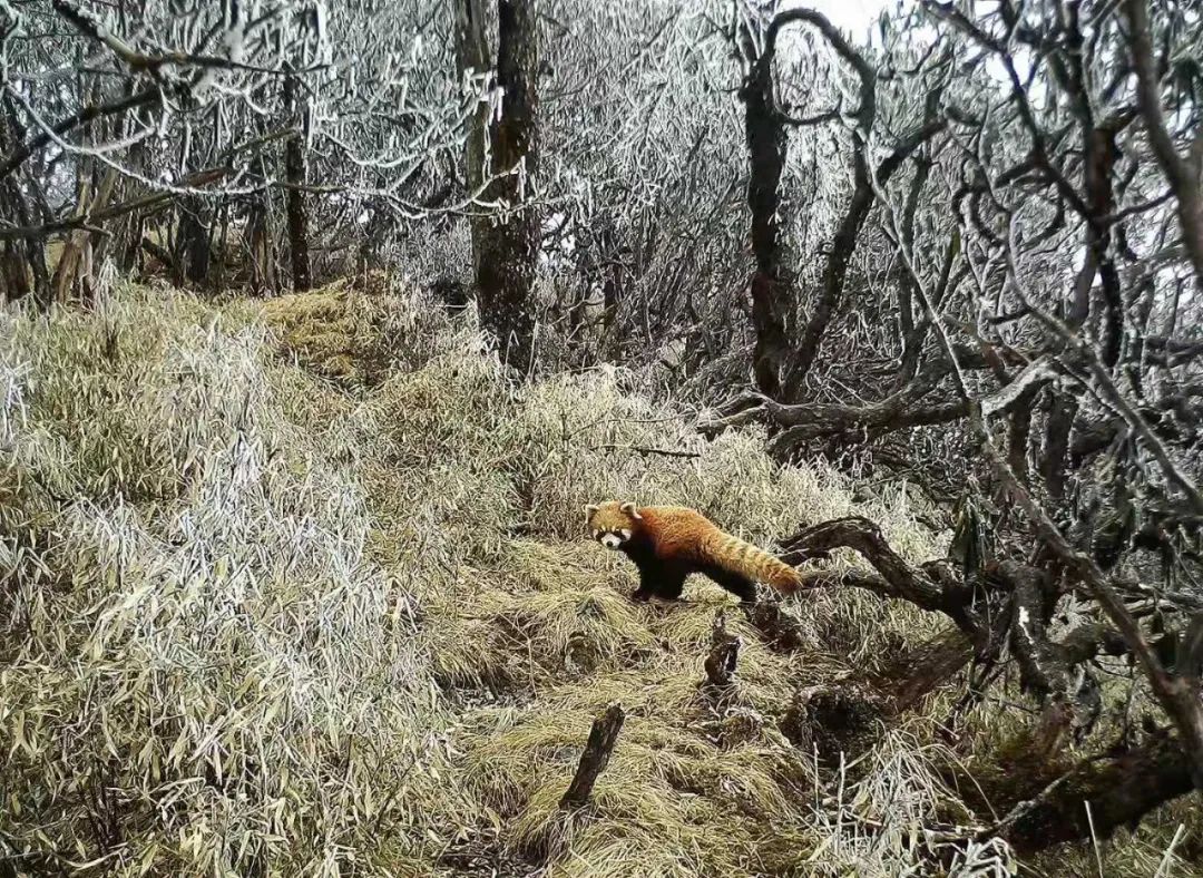 不保护就晚了！你最爱的干（小）脆（熊）面（猫）比大熊猫还濒危