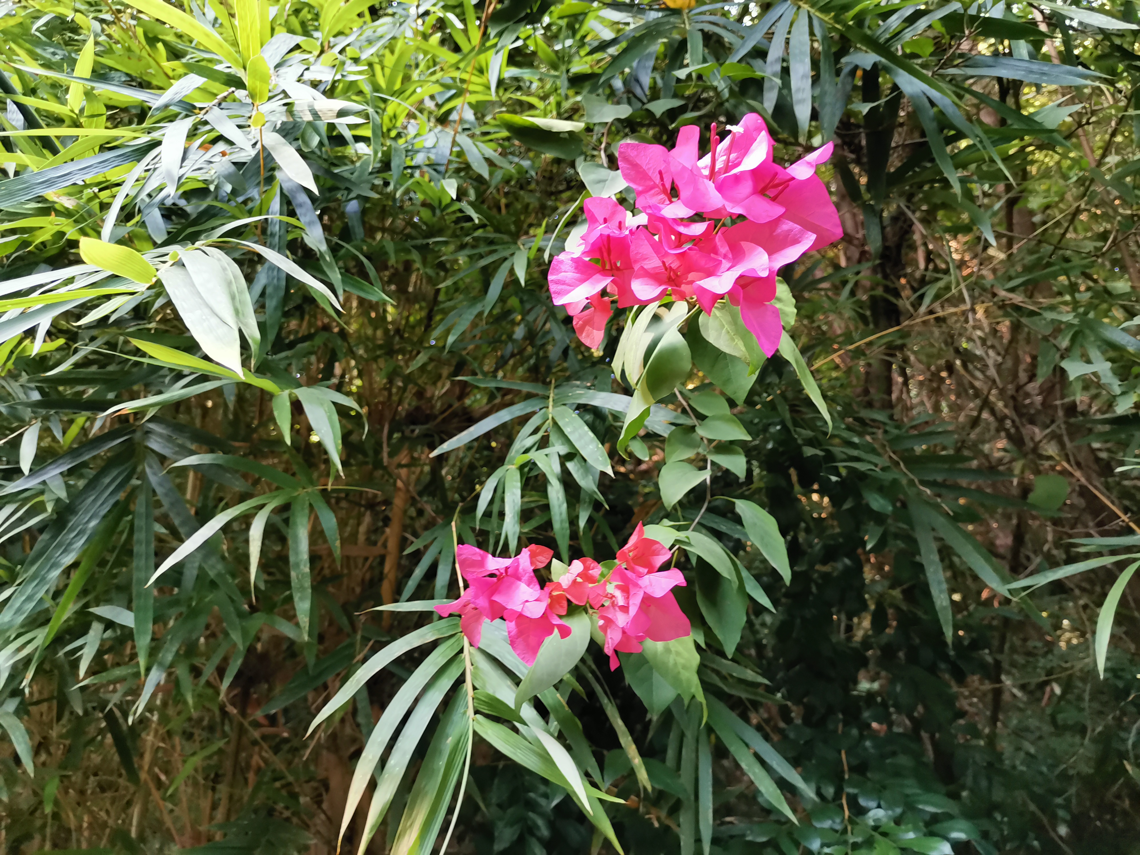 宝安公园,宝安平峦山公园