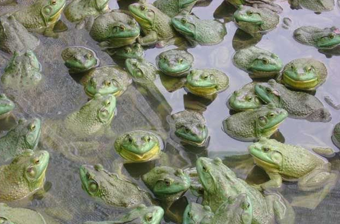 青蛙养殖技术指导利润,青蛙的养殖技术视频直播