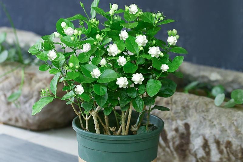 磷酸二氢钾和花多多2号同时用吗,磷酸二氢钾与花多多2号比较