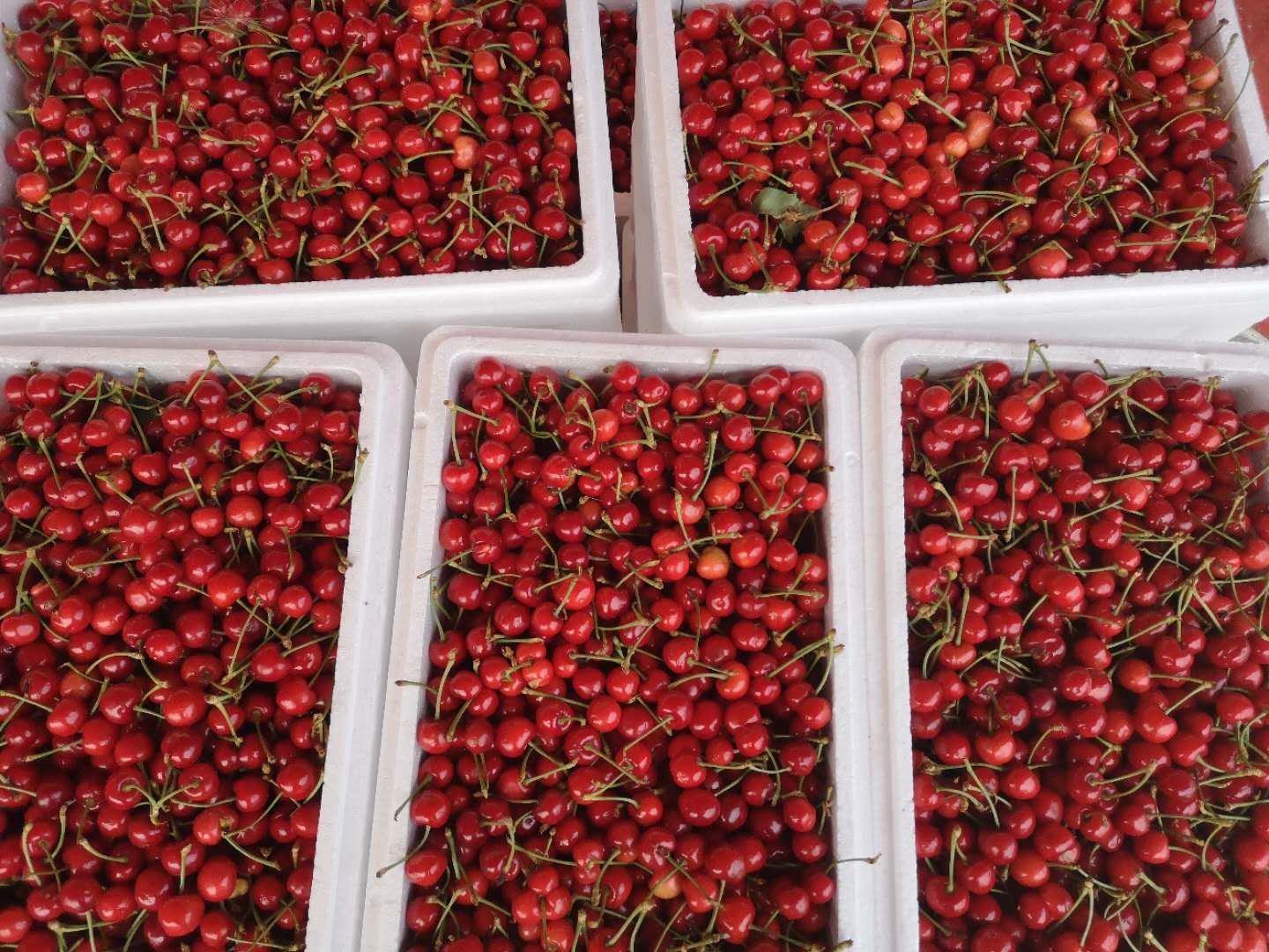 网上买的大樱桃有味道,大樱桃有股塑料味