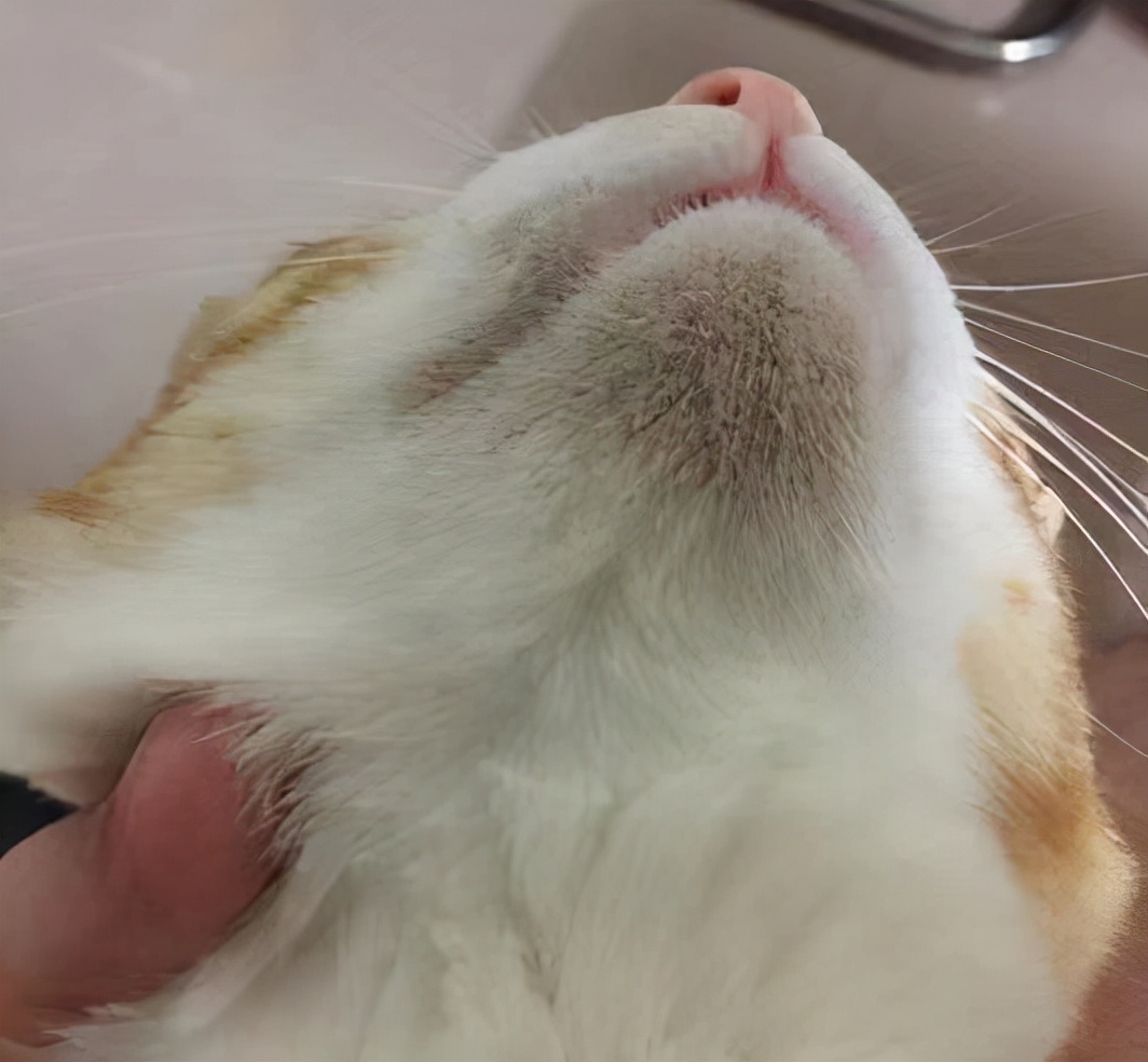 猫咪的黑下巴处理干净后又有了,猫咪得了黑下巴有偏方吗