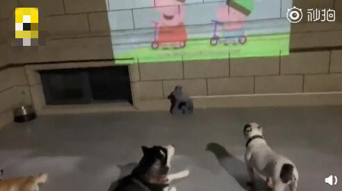 主人花30万打造的豪华狗窝,全网最土豪狗窝