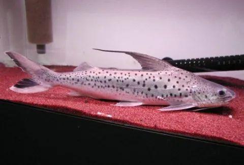 老百姓养得起的观赏鱼,皮实好养的本土观赏鱼有哪些