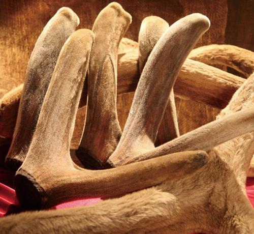 梅花鹿和梅花图片,母梅花鹿有鹿茸吗