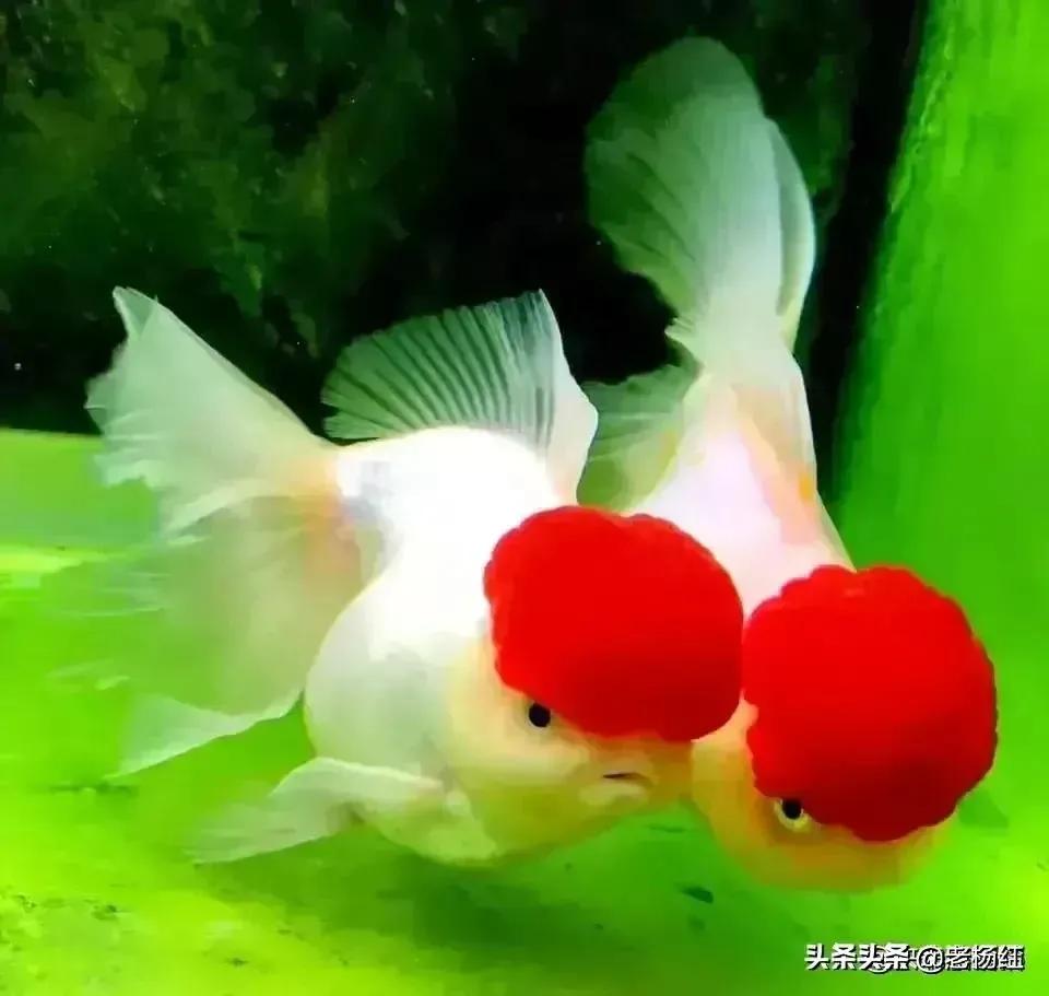 媳妇不孝顺父母该离婚吗,媳妇对父母不孝如何处理