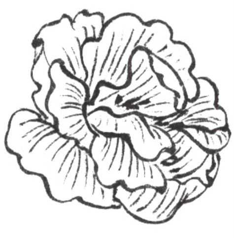 牡丹切瓣花国画画法,国画山茶花花瓣画法