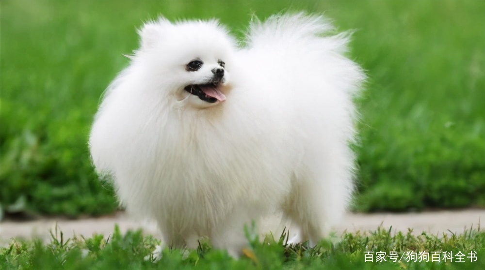 博美泪痕去除药有哪些,给博美去除泪痕五个简单办法图