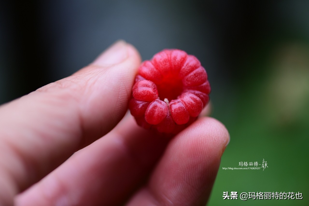 花园里种树莓吗,树莓在庭院里如何种植