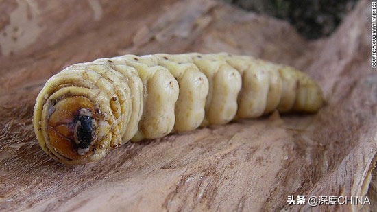 你不知道的冷知识澳大利亚,你想象的澳大利亚