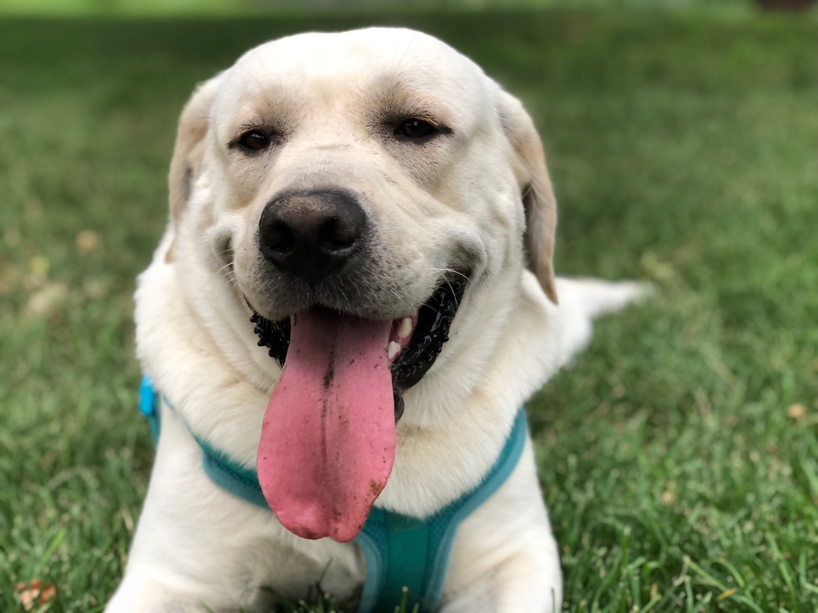 养狗首选这5种,新手养狗什么狗最忠诚