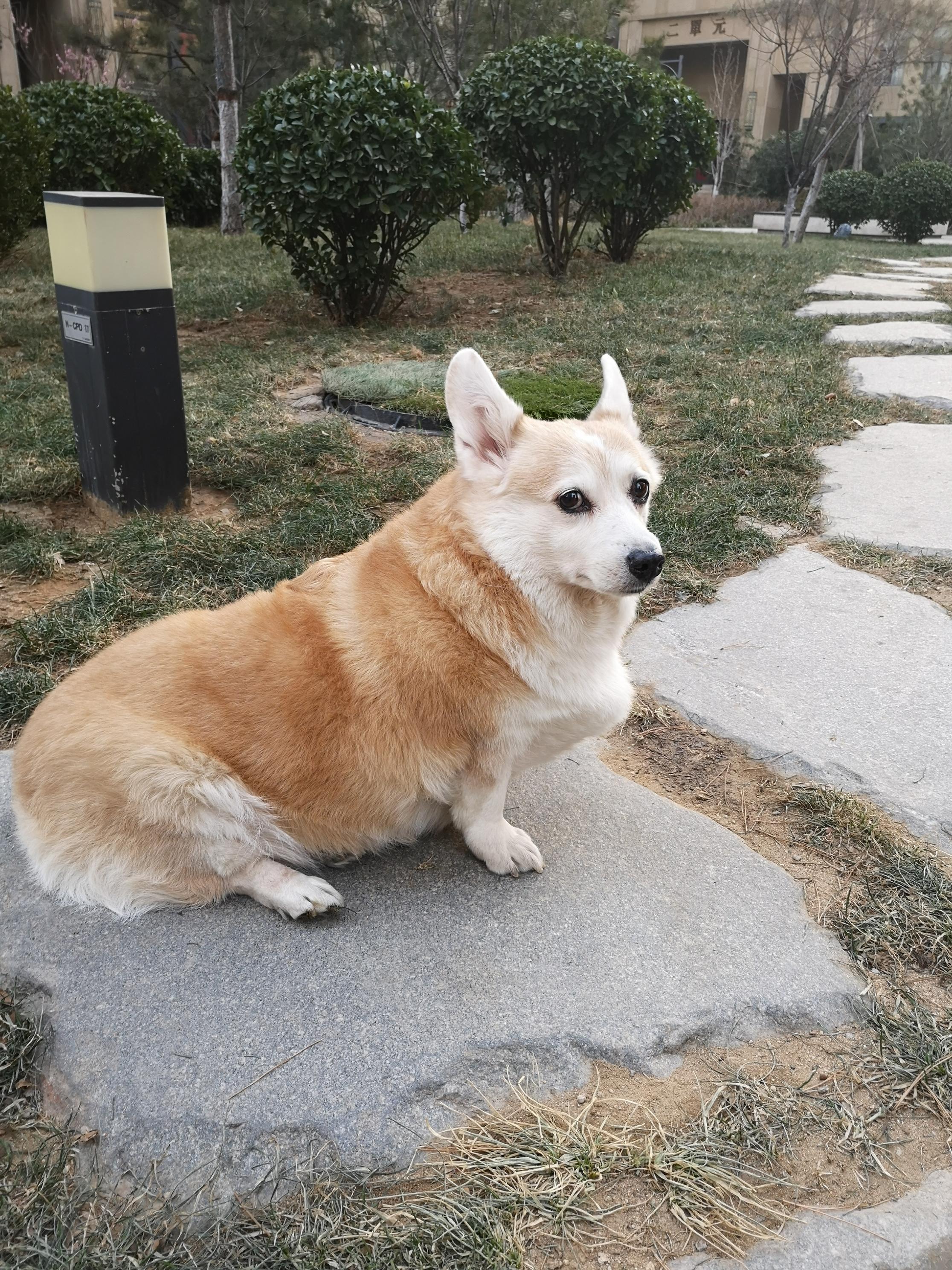 狗狗不吃狗粮怎么办还吐黄水,狗狗不吃狗粮怎么办