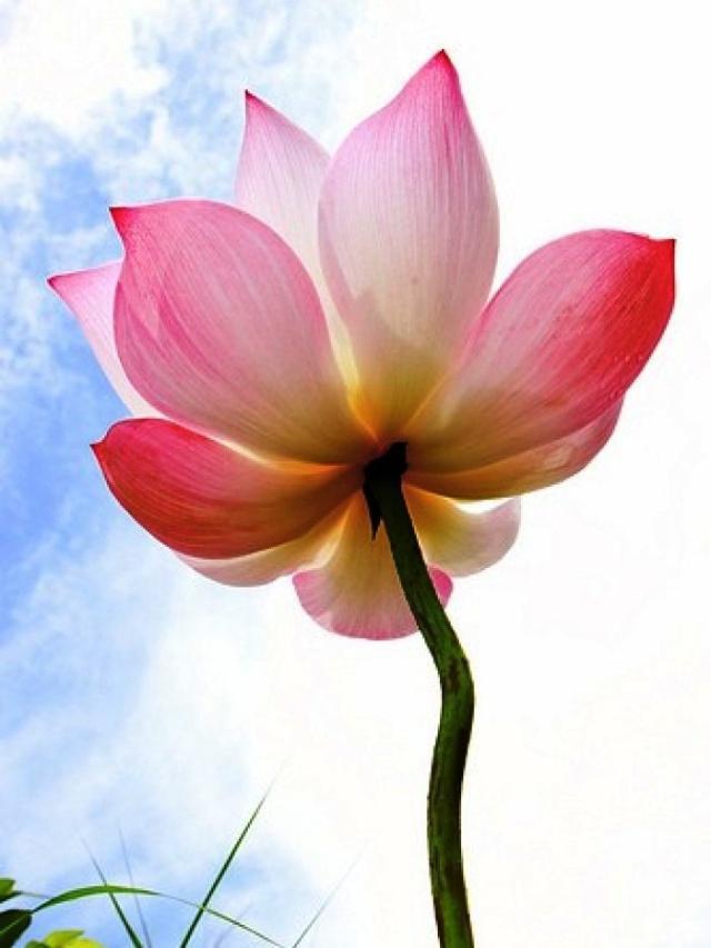 心灵鸡汤经典语录感悟人生正能量,2018感悟人生的说说心灵鸡汤语录