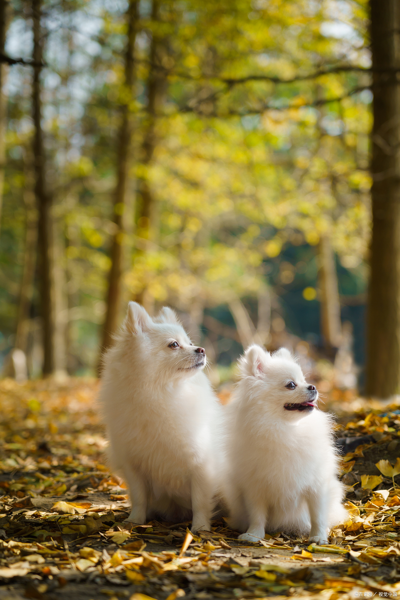 博美换狗粮要注意什么细节,博美吃哪种狗粮比较好一点