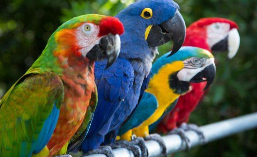 鹦鹉为啥啄掉自己的毛给别人,鹦鹉换毛把自己啄秃了