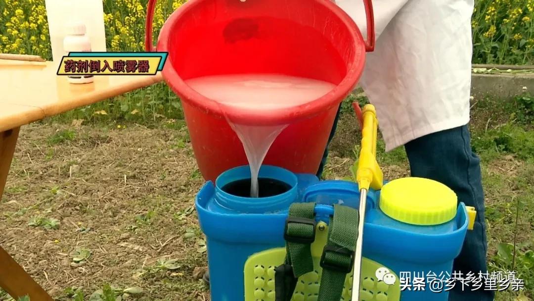 油菜得了病用什么药,油菜生病了怎么防治