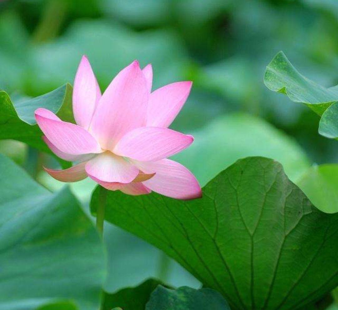 水芙蓉与荷花的区别,水芙蓉是荷花吗