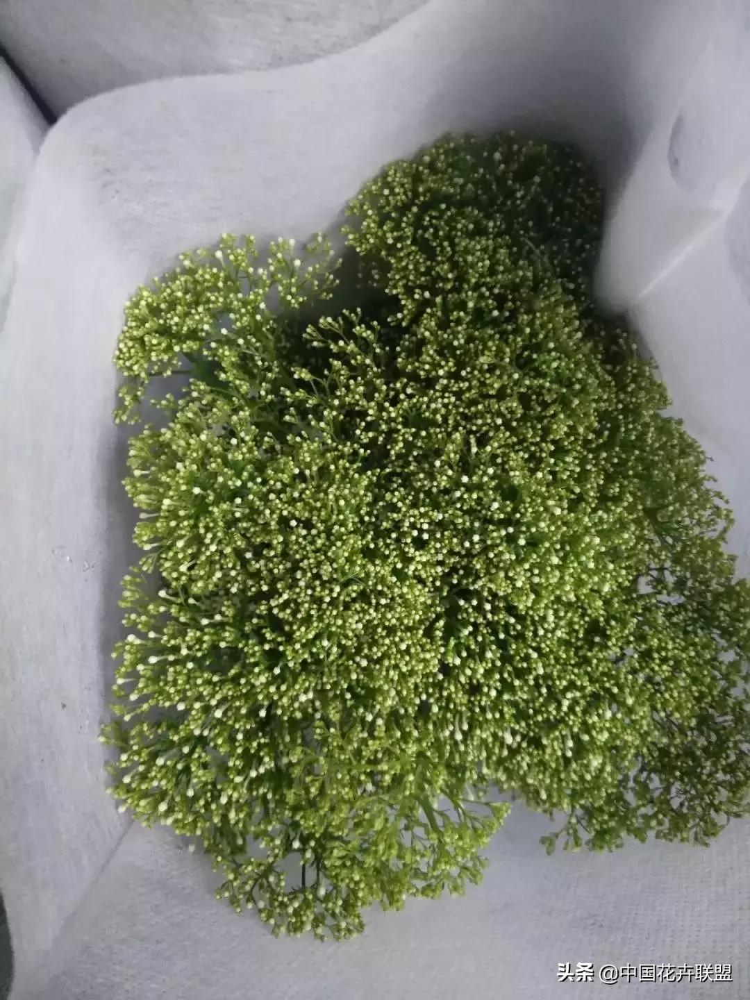 春天花市有哪些花材,便宜又大把的花材有哪些